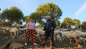 İzmir'in Çoban Haritası çıkarıldı 