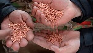 Kars'tan Başkan Soyer'e tohum teşekkürü: "Susuz İzmir sayesinde tahıl ambarı olacak"