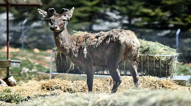 Doğal Yaşam Parkı'ndaki kızıl geyiklerin yeni yuvası Spil Dağı 