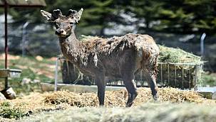 Doğal Yaşam Parkı'ndaki kızıl geyiklerin yeni yuvası Spil Dağı 
