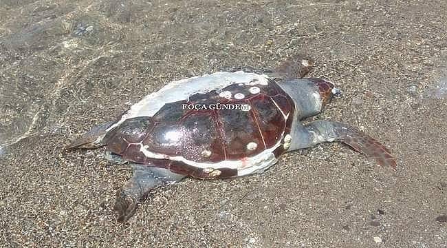 Foça'da sahile vurmuş ölü caretta caretta bulundu 