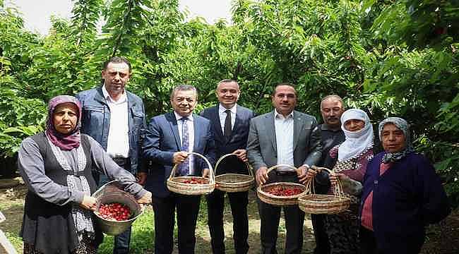 Kemalpaşa'nın Dünyaca Ünlü Kirazında Hasat Zamanı 