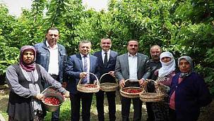 Kemalpaşa'nın Dünyaca Ünlü Kirazında Hasat Zamanı