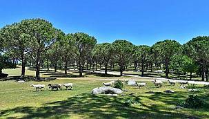 Kozak'ta çam fıstığı için mücadele sürüyor 