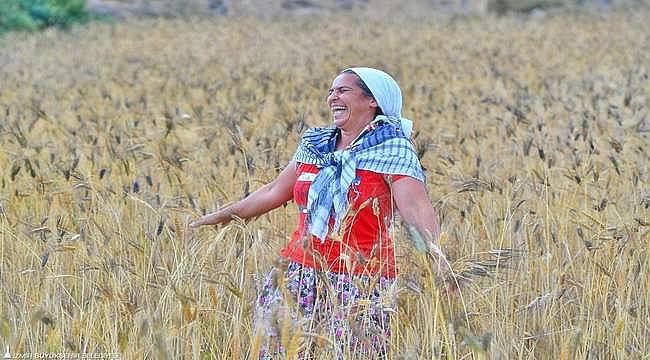 İzmir'de karakılçık buğdayı eken üreticinin yüzü güldü 