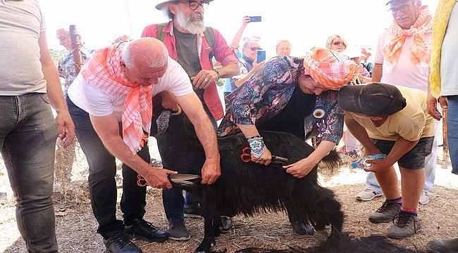 Karaburun dağlarında "Kırkım" coşkusu 