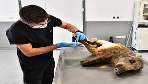 Yaralı yavru domuz tedavi altında 