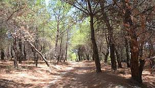 Aliağa'da 31 Ekim'e Kadar Ormanlık Alanlara Giriş Yasak 