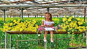 Bademler'in çiçek üreticisi Hollanda Borsası'nda 