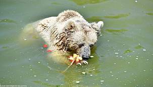 Doğal Yaşam Parkı'nda iştah açan buzlu menü