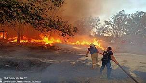 İzmir'in ormanlarını korumak için zabıta iş başında