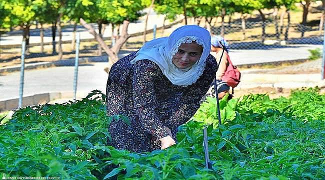 Kadifekale Mahalle Bostanı'nda ilk ürün sevinci 