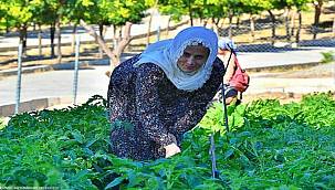 Kadifekale Mahalle Bostanı'nda ilk ürün sevinci 