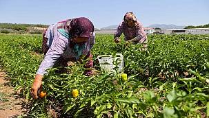 Buca'da üreticinin ilk hasat coşkusu 