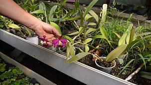 Ege Üniversitesinin endemik tür cenneti: "Botanik Bahçesi"