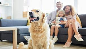 Evcil hayvan bakımında en sık yapılan hatalar 