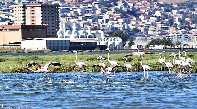 Flamingolar İzmirlileri büyülüyor 