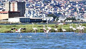 Flamingolar İzmirlileri büyülüyor 
