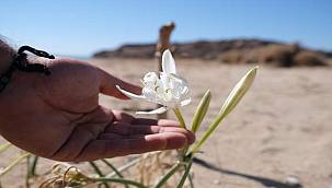Ayvalık'ın Kum Zambaklarında Çiçek Zamanı 