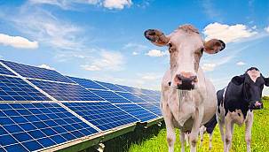 Hayvancılıkta çözüm: Çatı GES 