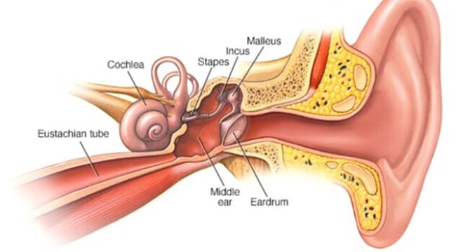 Kulağınızdan akıntı geliyorsa kulak zarınız zarar görmüş olabilir! 