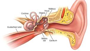 Kulağınızdan akıntı geliyorsa kulak zarınız zarar görmüş olabilir! 