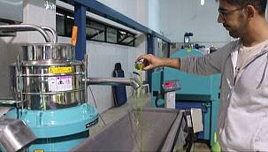 Foça'da erken hasat zeytin sıkımı başladı 