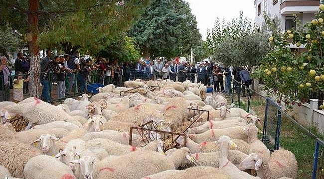 İzmir Büyükşehir Belediyesi'nden 34 üreticiye daha hayvan desteği