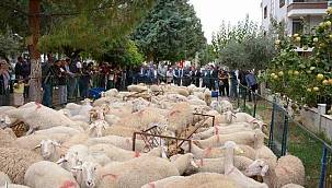 İzmir Büyükşehir Belediyesi'nden 34 üreticiye daha hayvan desteği