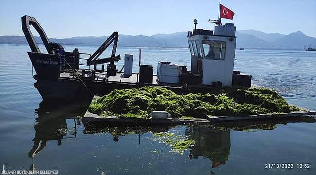 Körfez'de oluşan deniz marulları temizleniyor 