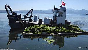 Körfez'de oluşan deniz marulları temizleniyor