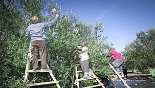 Soma, zeytinde atağa kalktı