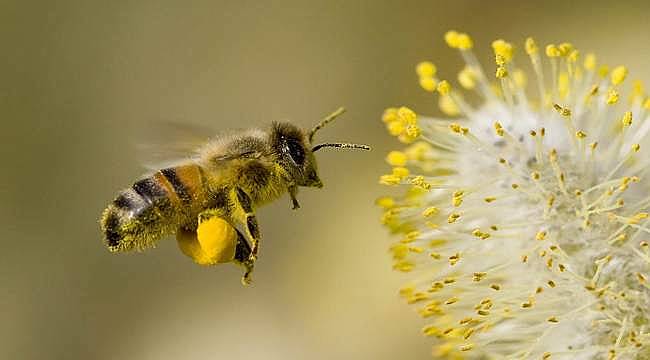 Çevre koruyucusu "arılar" İzmir'de konuşulacak 