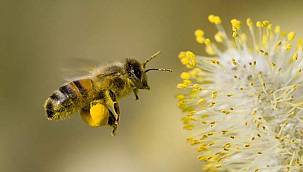 Çevre koruyucusu "arılar" İzmir'de konuşulacak 