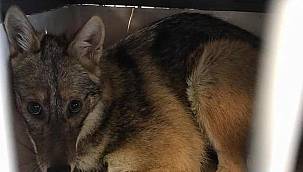 Kaza geçiren çakal ameliyat edildi