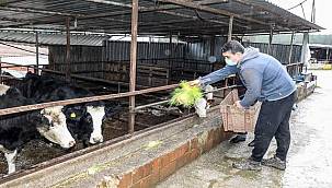 Buca Belediyesi hayvancılığın kaderini değiştiriyor 