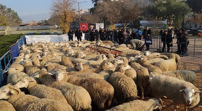 Büyükşehir'in Ödemiş'te dağıttığı küçükbaş sayısı 2 bini aştı 