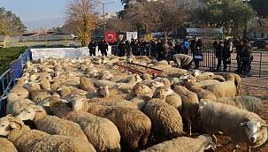 Büyükşehir'in Ödemiş'te dağıttığı küçükbaş sayısı 2 bini aştı 