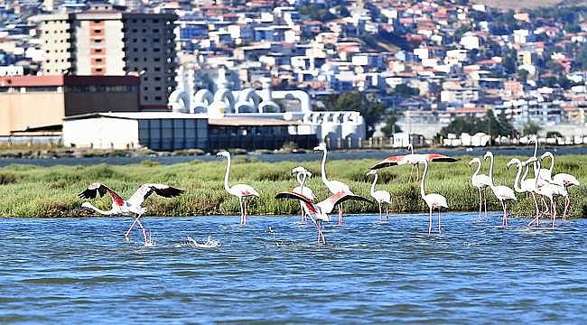 Flamingo Yolu turu 4 binin üzerinde ziyaretçi ağırladı 