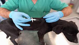 İzmir'de 32 bin sokak köpeğine mikroçip takıldı 