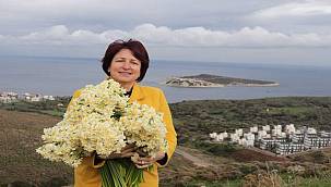 Karaburun, nergisiyle sizi çağırıyor! 