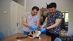 Konak'taki can dostlar için aşı mesaisi 