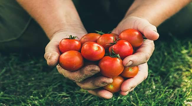 Rusya'ya domates ihracatında kota 350 bin tondan 500 bin tona çıkarıldı 