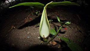 Egeli akademisyen Prof. Dr. Hasan Yıldırım endemik keşiflerine devam ediyor 