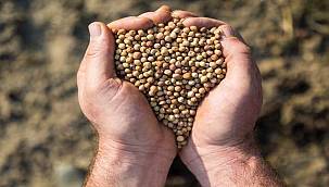 İzmir'de kuraklığa ve susuzluğa dayanıklı yem bitkileri üretiliyor 