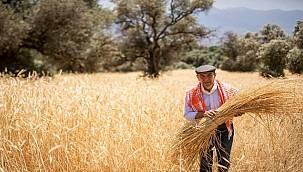 İzmirli karakılçık buğdayı Amerika ve Kanada yolunda 