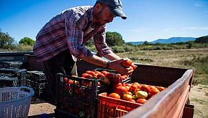 Karşıyaka'nın Yamanlar domatesi İzmir'in 17 ilçesine yayılıyor