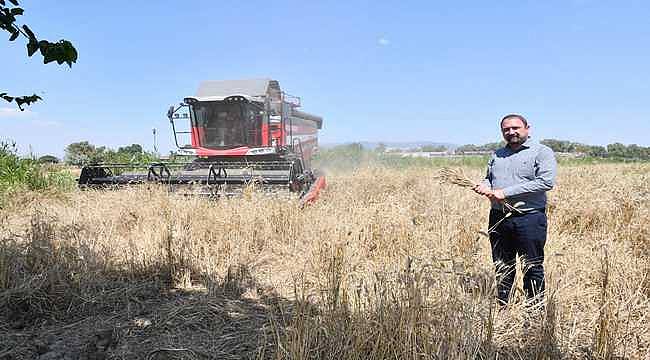 Çiğli Belediyesi'nden Örnek Tarım Uygulaması: İlk Defa Belediye Arazisinde Buğday Hasadına Başlandı 