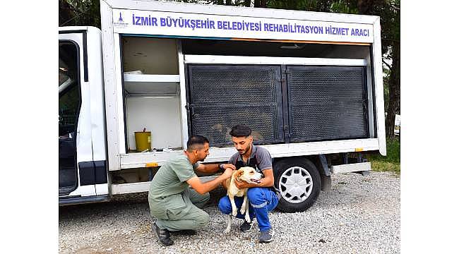 İzmir'de bir yılda 25 bin kedi ve köpek kısırlaştırıldı 