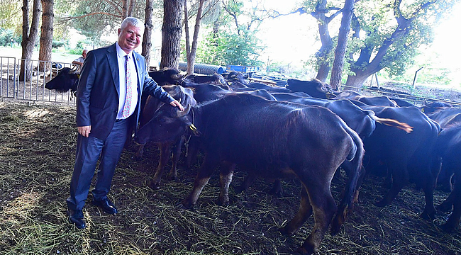 İzmir mozzarellası için üreticiye destek devam ediyor